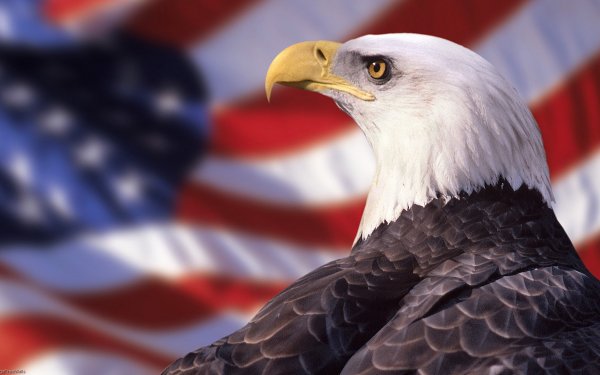 Animal Bald Eagle Birds Eagles Bird Eagle Flag HD Wallpaper | Background Image