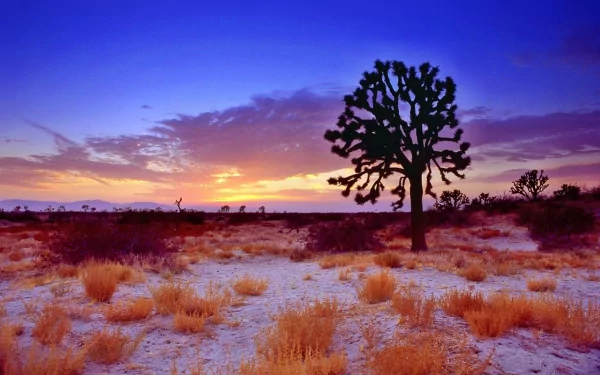 HD landscape of a Joshua tree silhouetted against a vibrant sunrise or sunset in California’s Mojave Desert, showcasing the serene desert nature in the USA.