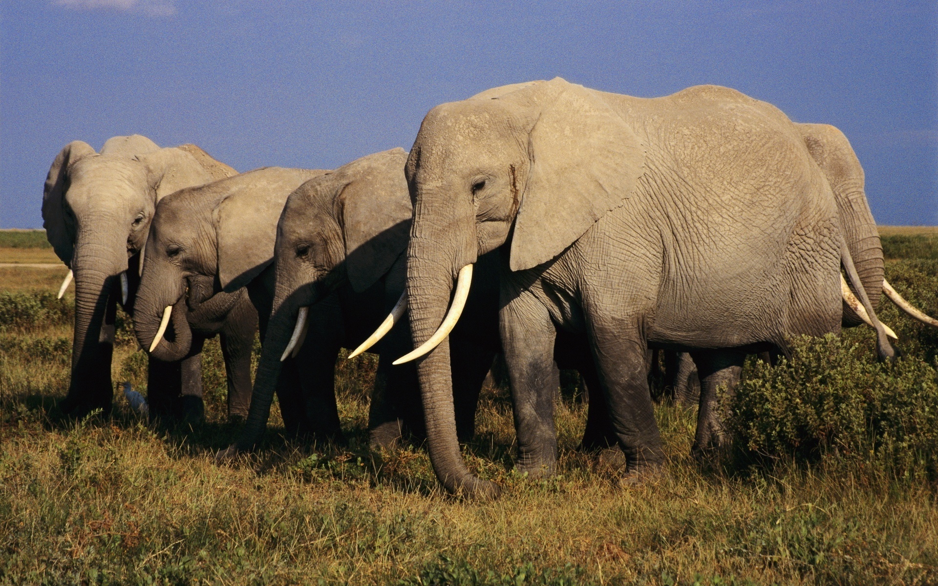 Внешний вид слонов. Слоны. Африканский слон. Четыре слона. Пять слонов.
