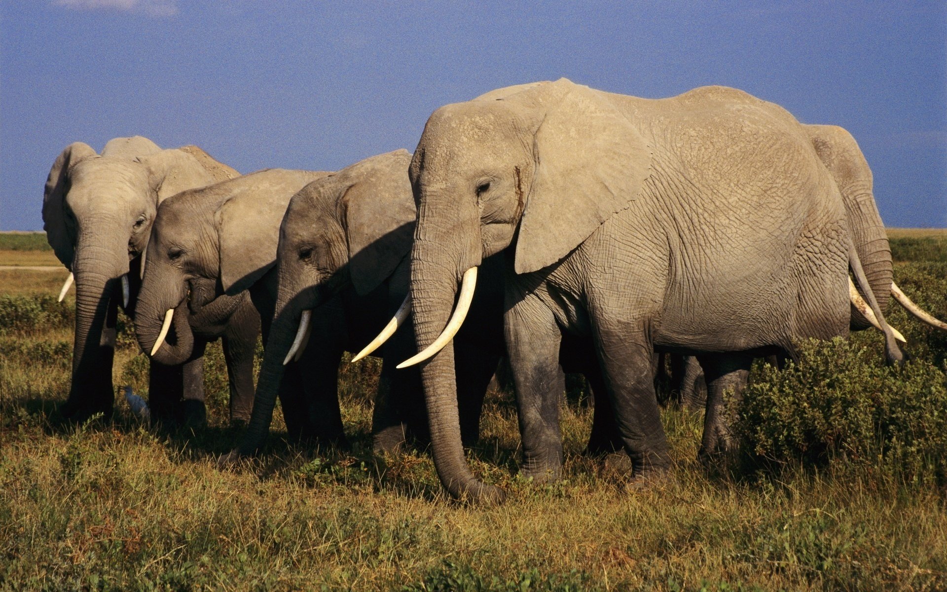 A group of African bush elephants walking through grassy plains under a clear blue sky, captured in high definition as a PC desktop wallpaper and background.