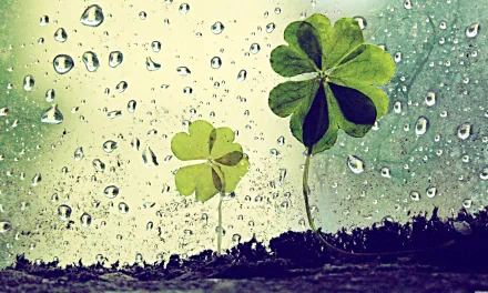 nature clover HD Desktop Wallpaper | Background Image