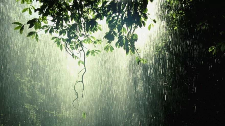 HD desktop wallpaper featuring a serene rain scene with sunlight filtering through lush green leaves, creating a tranquil and natural atmosphere.