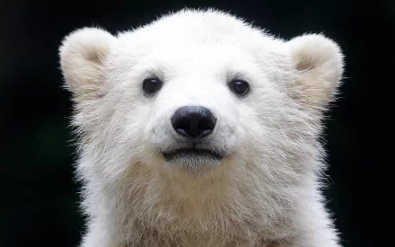 A close-up of a polar bear's face, featuring its soft white fur and expressive eyes, creating a striking image for an HD desktop wallpaper or background.