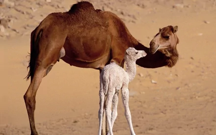 A serene HD desktop wallpaper featuring a camel and its calf in a sandy landscape, capturing the bond between these gentle desert animals.