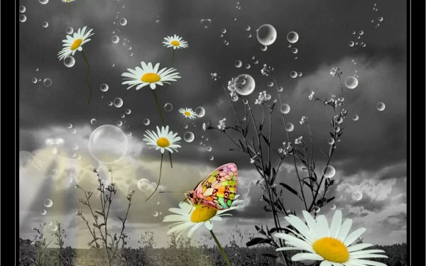 A vibrant butterfly rests on a daisy amidst floating bubbles, set against a dramatic black-and-white background, creating an artistic and serene atmosphere for a HD desktop wallpaper.