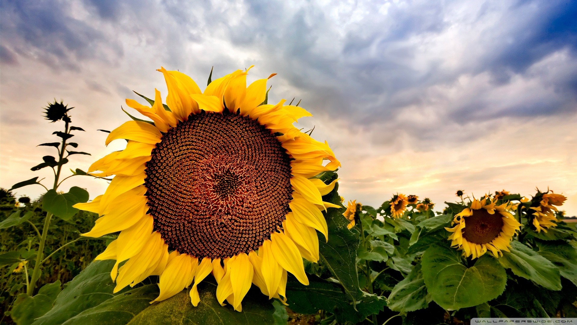 Sunflower HD Wallpaper | Background Image | 1920x1080 | ID:282578 - Wallpaper Abyss