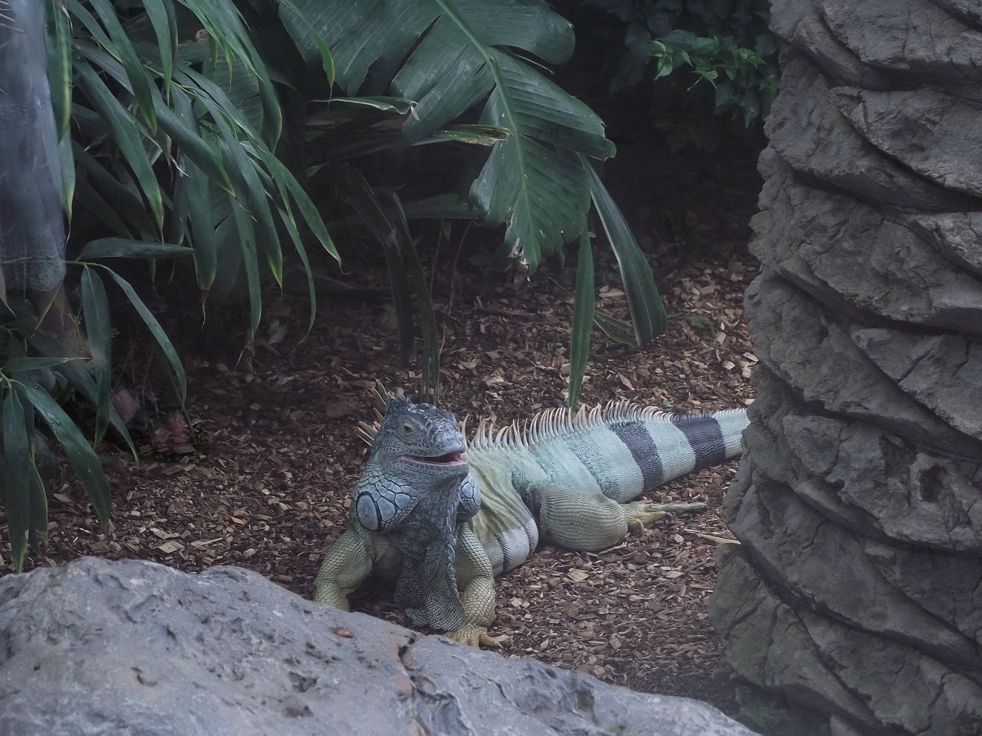 Download Animal Iguana HD Wallpaper