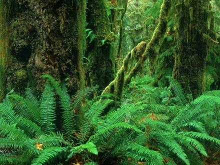 nature jungle HD Desktop Wallpaper | Background Image