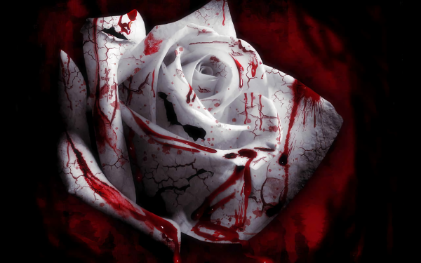 Dark Blood White Rose Flower Rose White Flower HD Wallpaper | Background Image