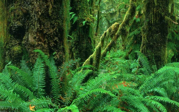 nature jungle HD Desktop Wallpaper | Background Image