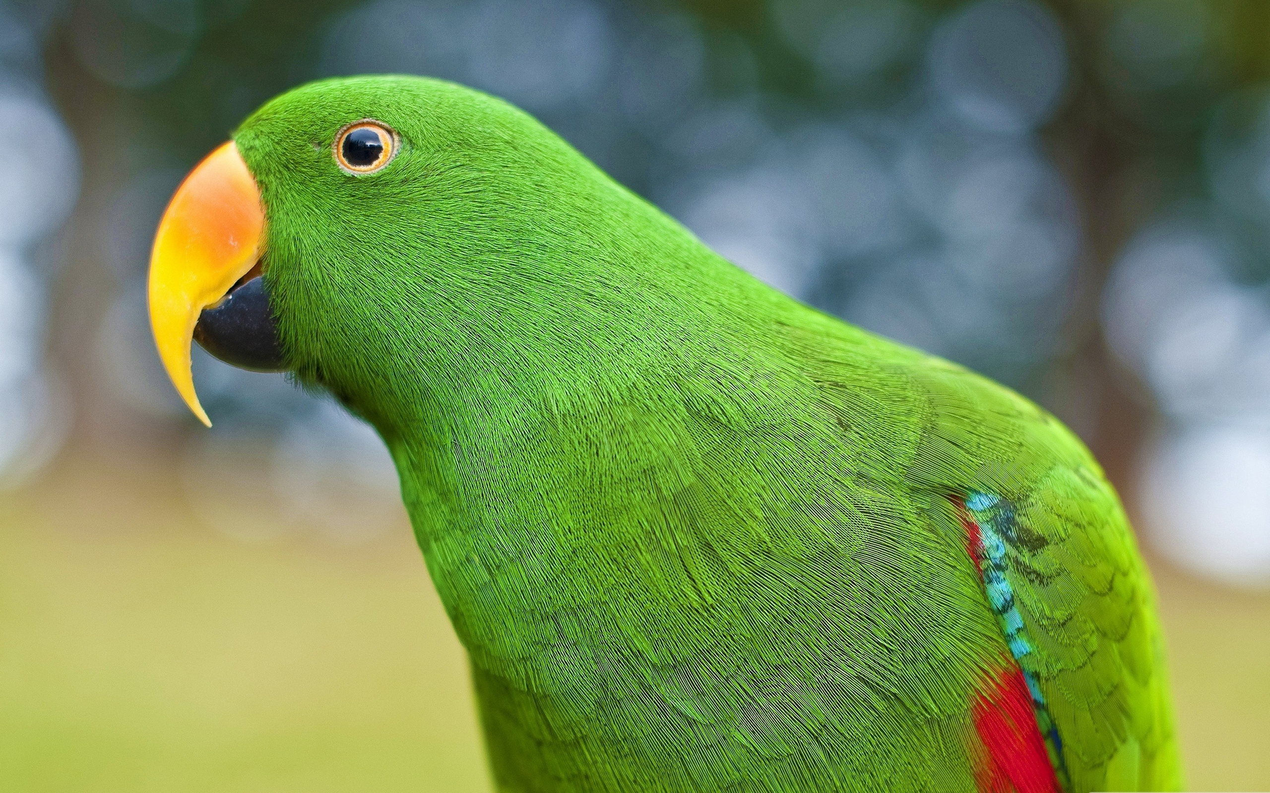 Animal Parrot HD Wallpaper | Background Image