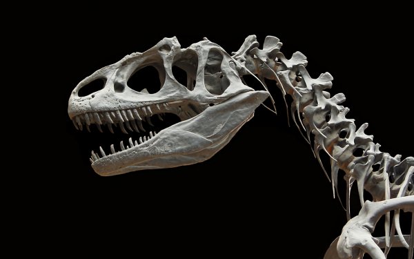 Animal Dinosaur Extinct Bones Fossil Old HD Wallpaper | Background Image