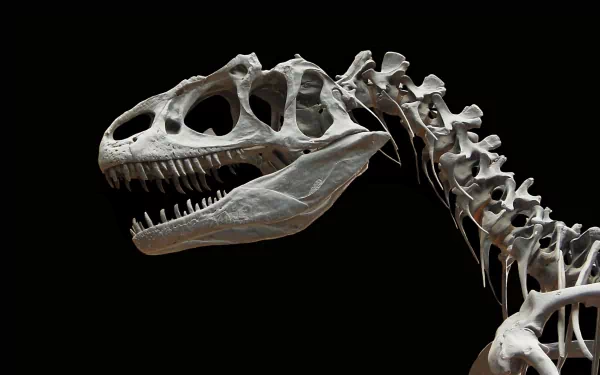 HD desktop wallpaper featuring an old, extinct dinosaur fossil with detailed bones displayed against a black background.
