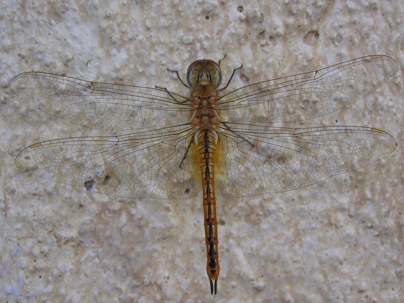 Animal Dragonfly Wallpaper