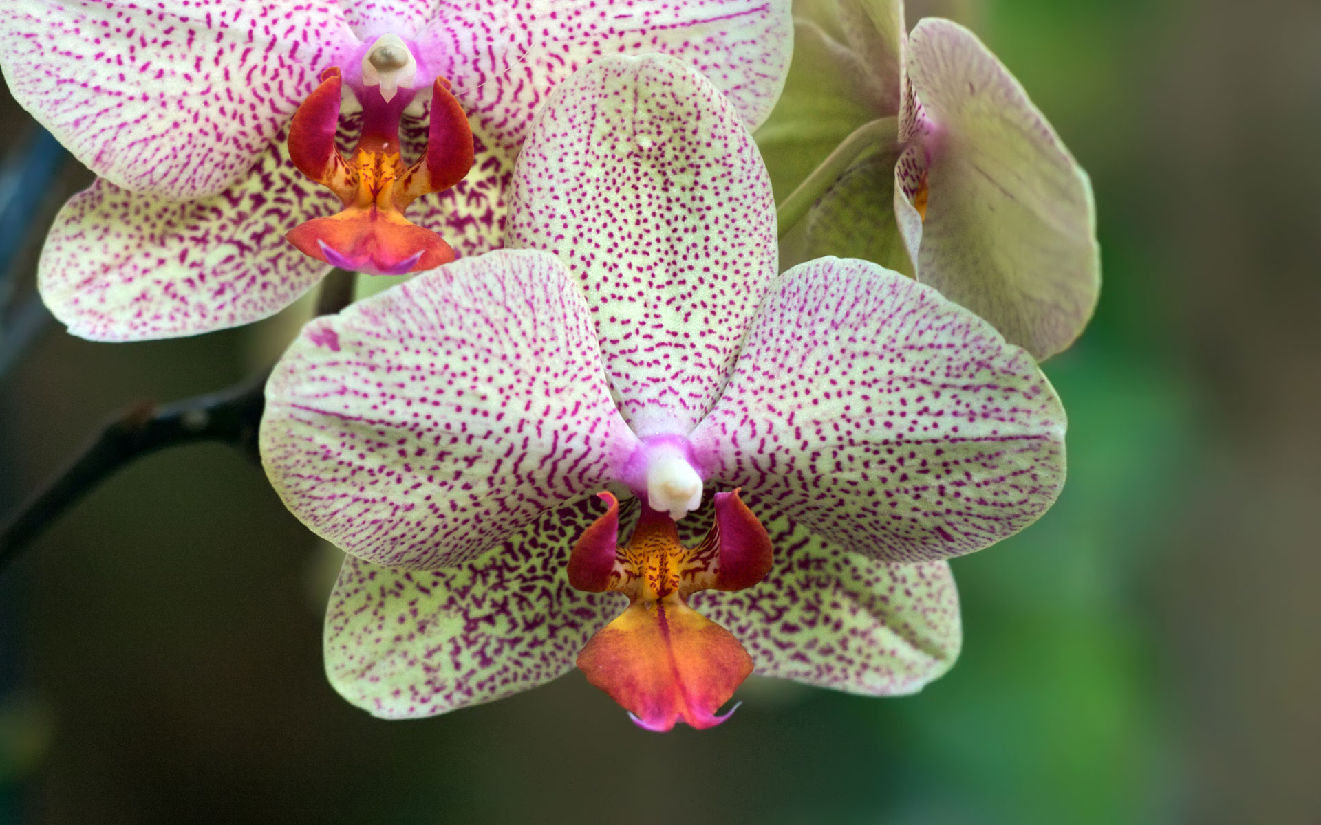 Orchid HD Wallpaper | Background Image | 1920x1200 | ID ...