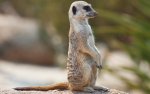 Preview Meerkat's - Mongoose