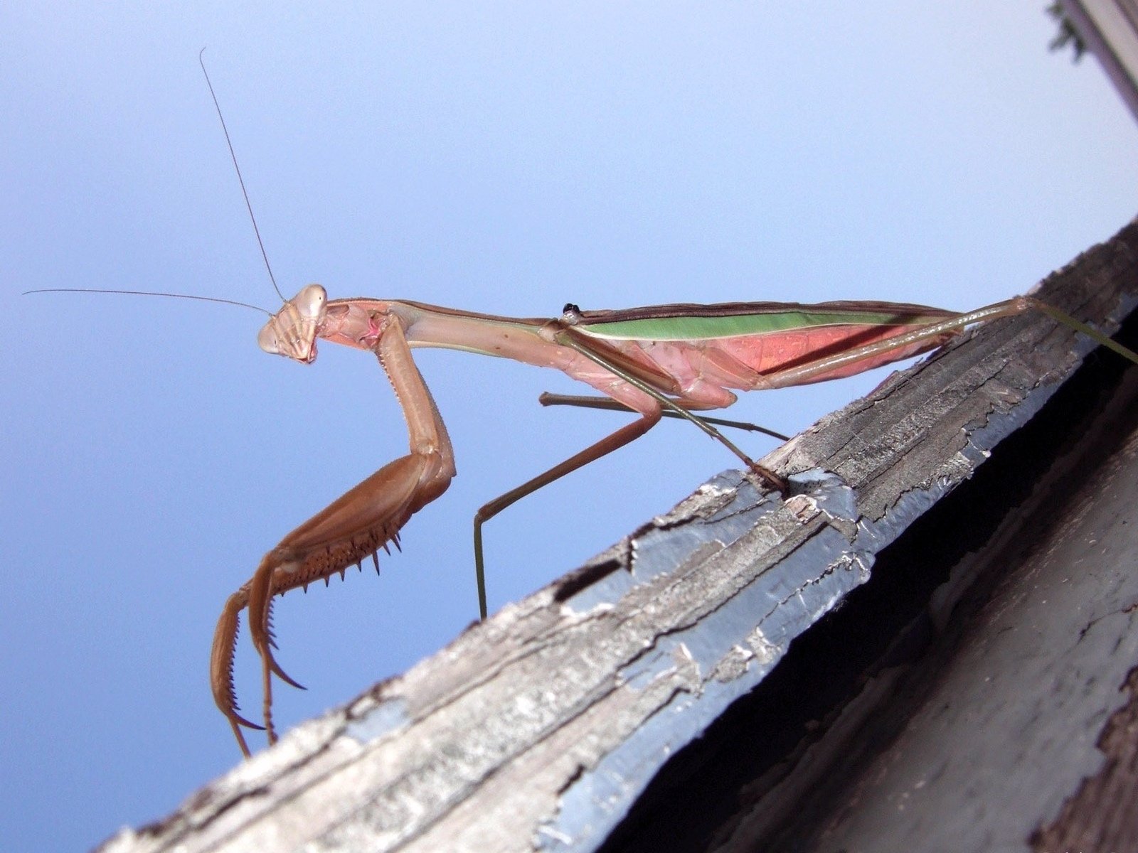 Download Animal Praying Mantis Wallpaper