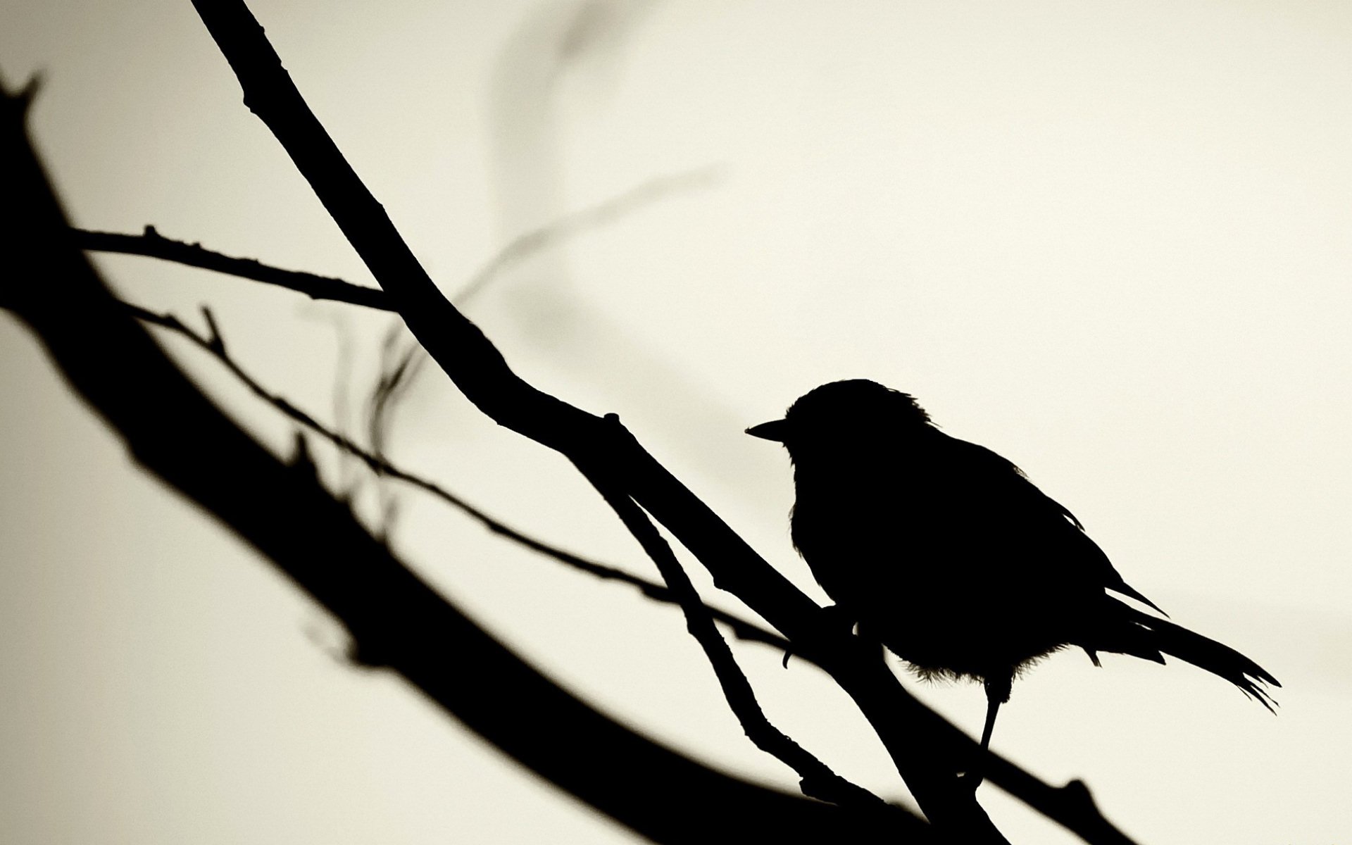 Sparrow