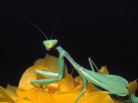 Animal praying mantis HD Desktop Wallpaper | Background Image