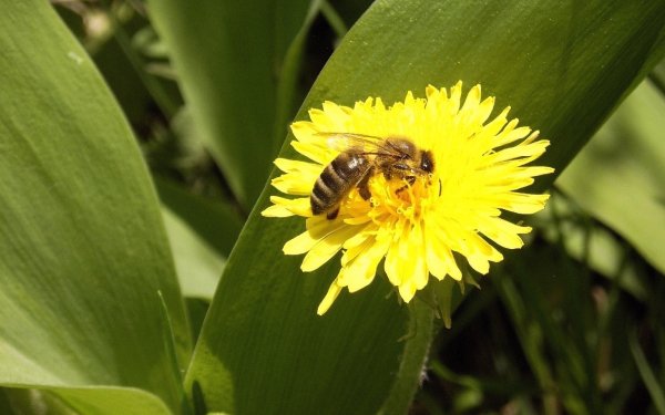 247 Abeja Fondos de pantalla HD | Fondos de Escritorio - Wallpaper