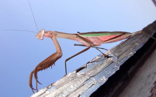 Animal praying mantis HD Desktop Wallpaper | Background Image
