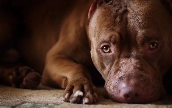HD desktop wallpaper featuring a pit bull lying down, showcasing the dog's expressive eyes and muscular build. The image captures the animal's serene and introspective nature.