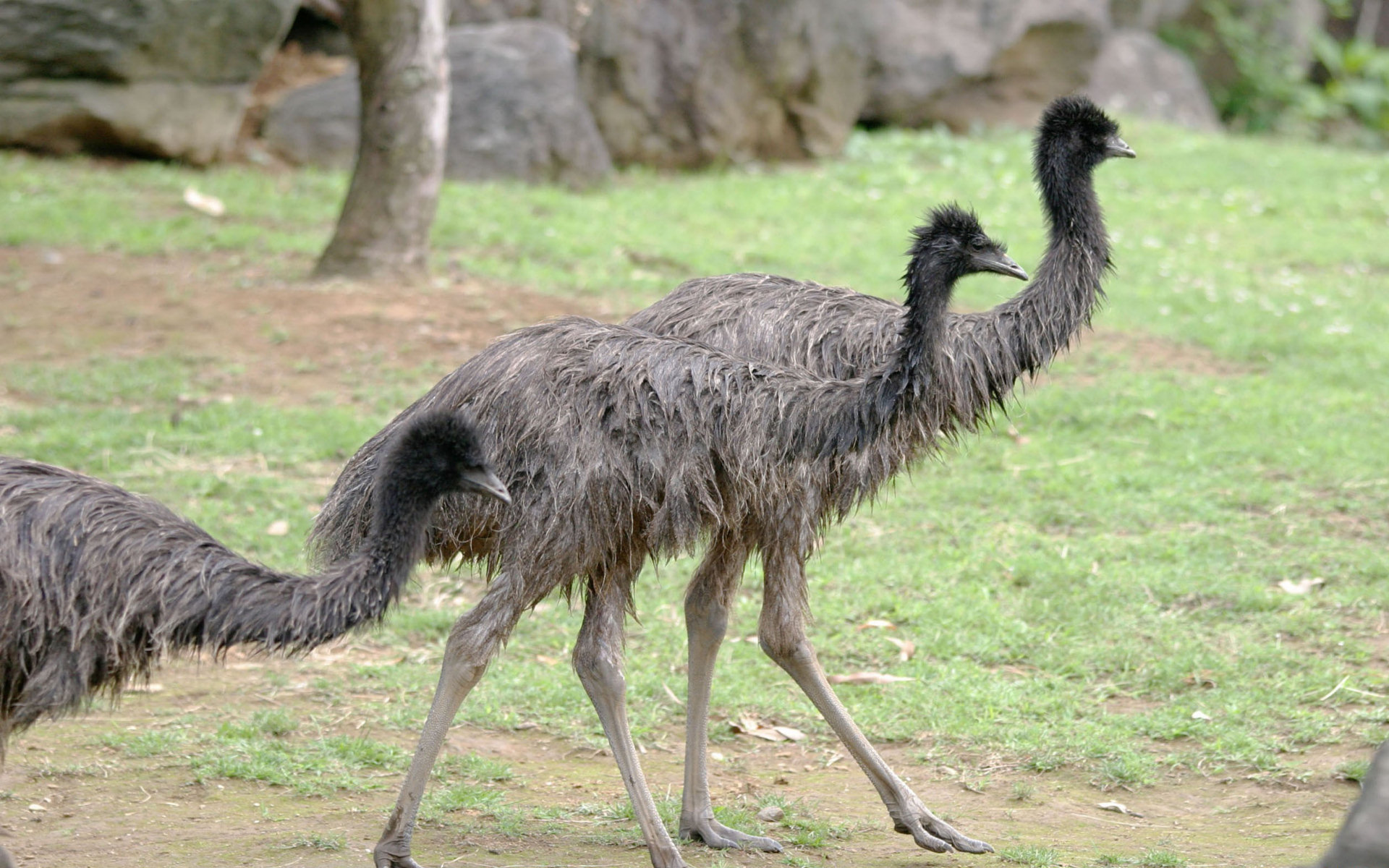Animal Emu HD Wallpaper | Background Image