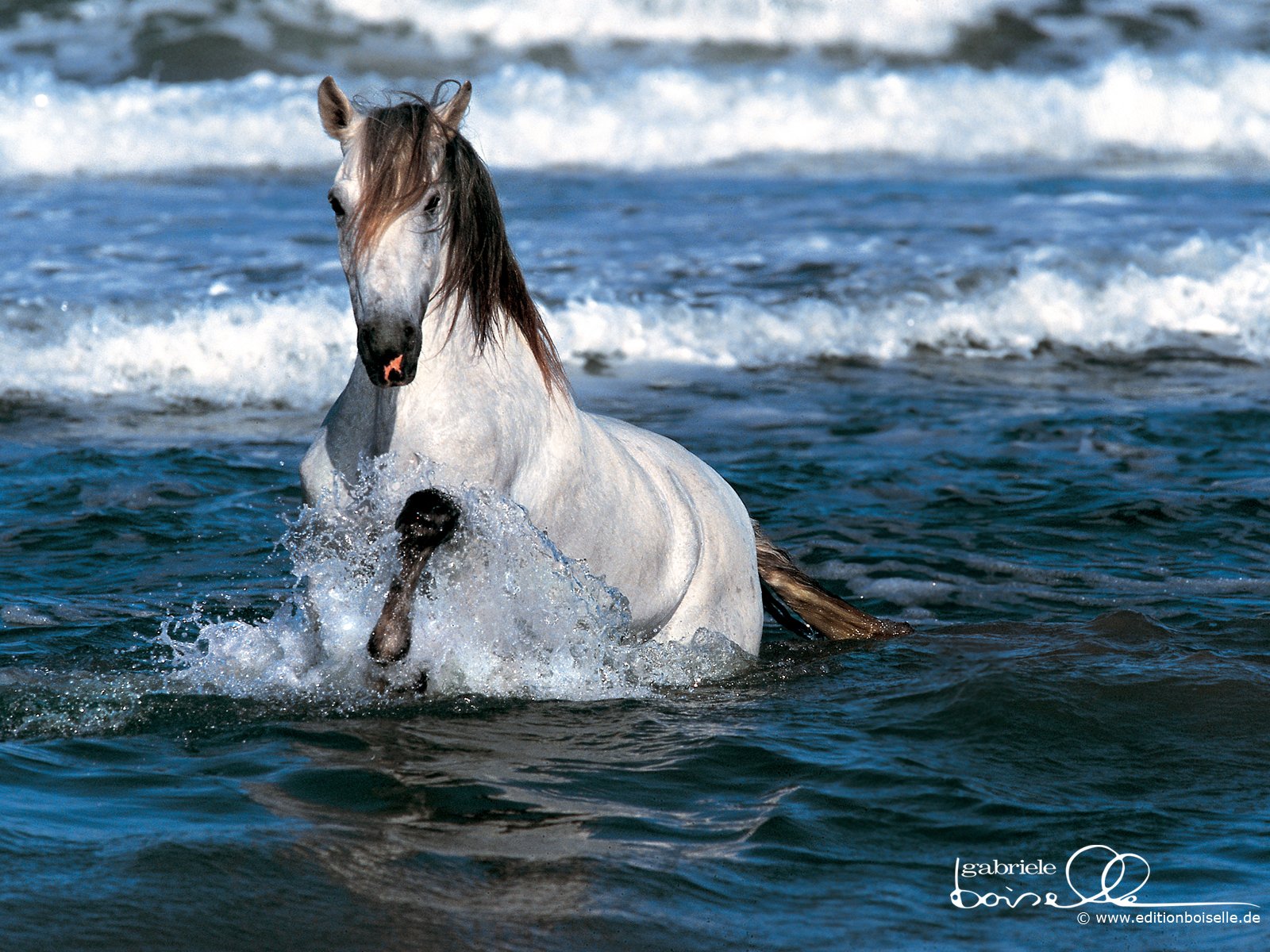 A majestic white horse splashes through the ocean waves, creating an energetic scene. This vibrant image serves as a stunning HD desktop wallpaper and background.