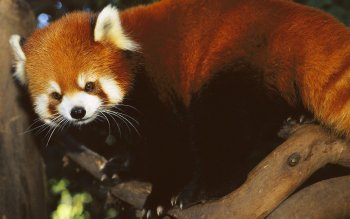 240 Red Panda Hd Wallpapers Background Images