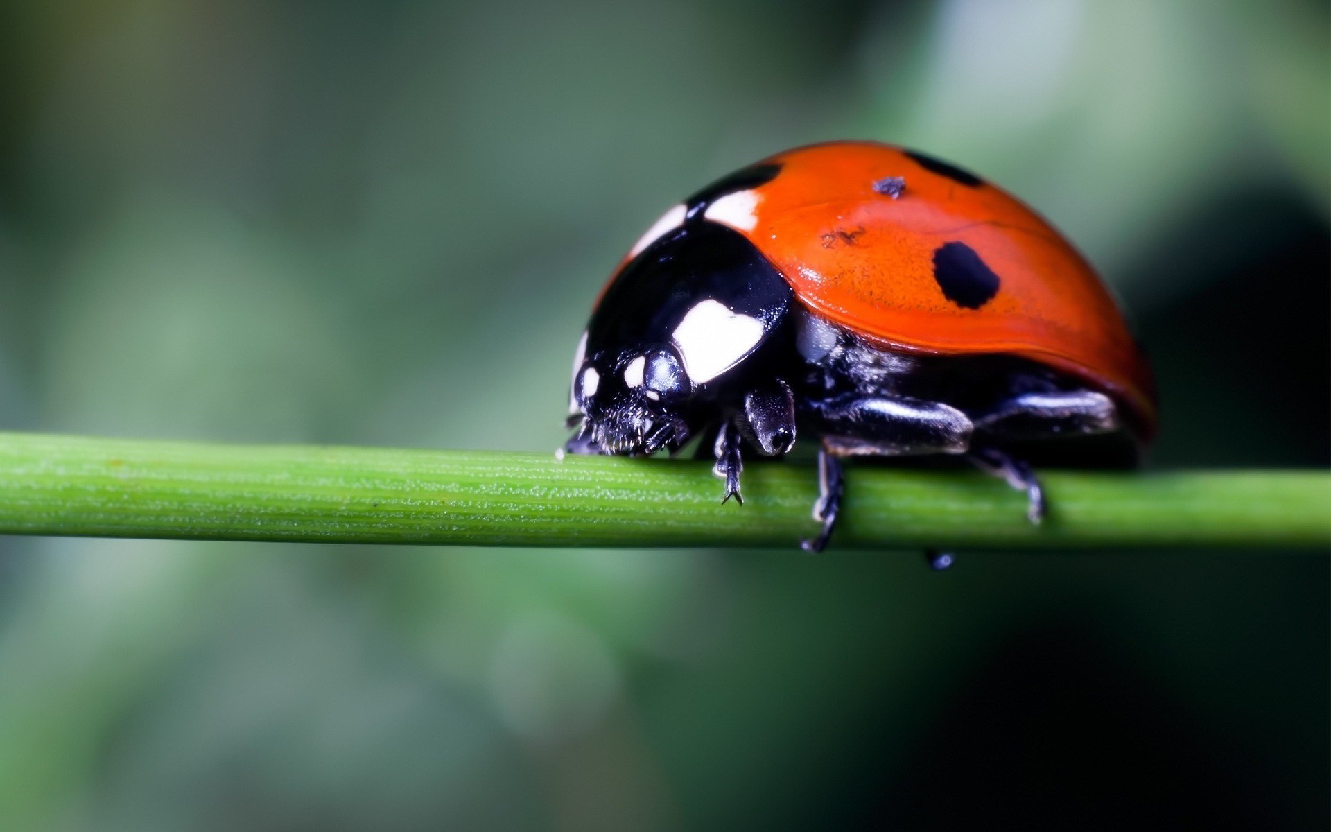 cuddly ladybird