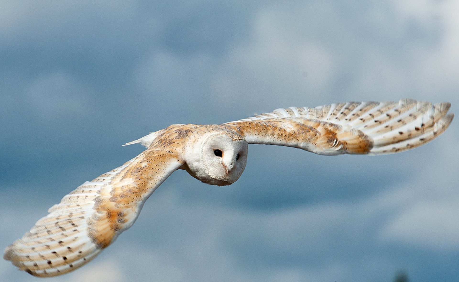 HD PC desktop wallpaper featuring a barn owl in mid-flight against a cloudy sky background.