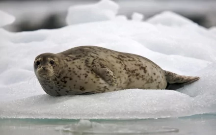 HD desktop wallpaper featuring a seal resting on ice in a cold, snowy environment.