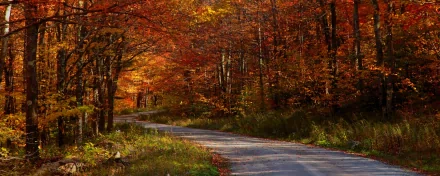 HD desktop wallpaper of a man-made road winding through a dense forest with vibrant autumn foliage in rich reds and oranges.