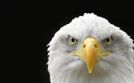 Animal eagle HD Desktop Wallpaper | Background Image