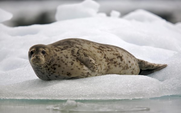 Animal Seal Seals HD Wallpaper | Background Image