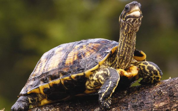 Animal Turtle Turtles Close-Up Reptile HD Wallpaper | Background Image