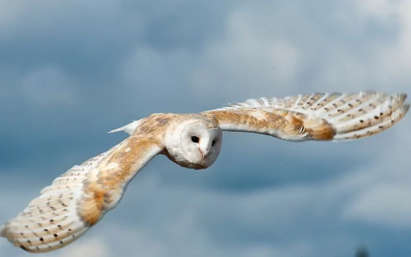 HD PC desktop wallpaper featuring a barn owl in mid-flight against a cloudy sky background.