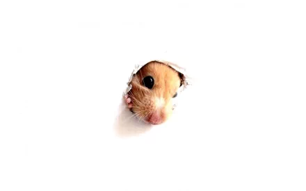HD desktop wallpaper featuring a close-up of a hamster peeking through a hole against a white background.
