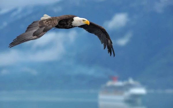A majestic bald eagle soars gracefully against a blurred background, showcasing its powerful wings and striking features, making for an inspiring HD desktop wallpaper.
