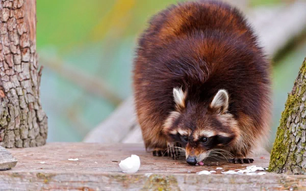 A 4K Ultra HD PC desktop wallpaper featuring a close-up of a raccoon sniffing the ground between two tree trunks.
