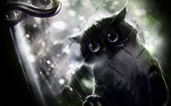Animal Artistic Cat Kitten Cute HD Wallpaper | Background Image