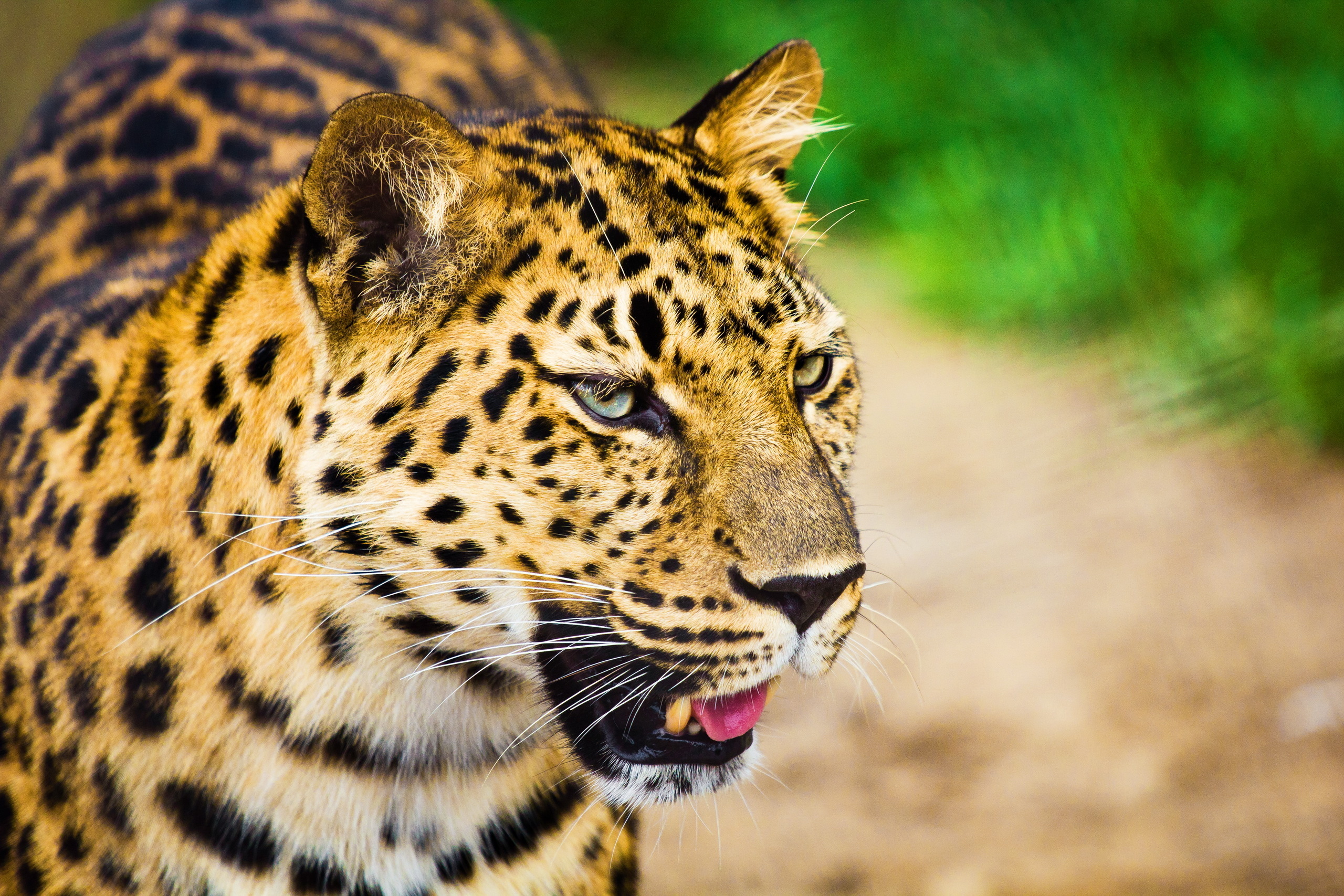 Download Animal Leopard HD Wallpaper