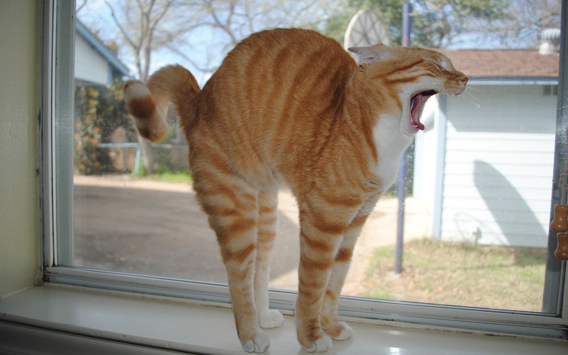 HD desktop wallpaper of a funny orange tabby cat arching its back and yawning by a window, capturing a playful and relaxed animal moment.