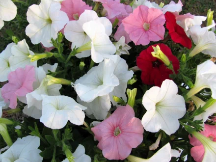 HD PC desktop wallpaper featuring a vibrant cluster of petunia flowers in white, pink, and red set against lush green foliage in a natural outdoor setting.
