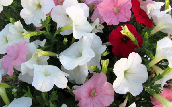 HD PC desktop wallpaper featuring a vibrant cluster of petunia flowers in white, pink, and red set against lush green foliage in a natural outdoor setting.