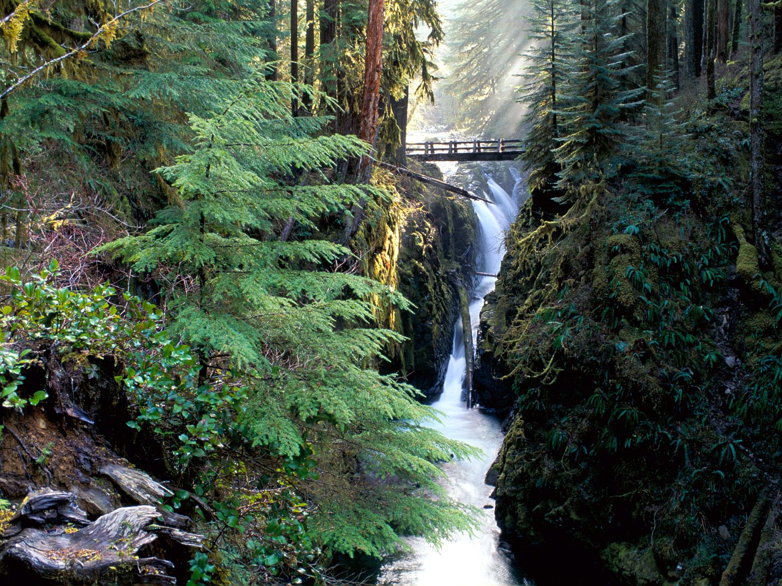 Scenic waterfall cascades over rocky bridge amidst lush forest with tall trees.