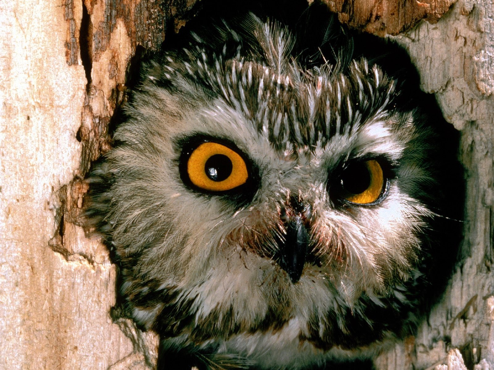 HD PC desktop wallpaper of an owl peering from a tree cavity, vivid yellow eyes, detailed gray feathers and rough bark background.