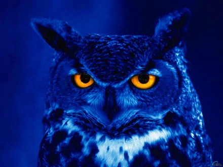 Animal great horned owl HD Desktop Wallpaper | Background Image