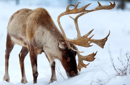 HD PC desktop wallpaper featuring a close-up of a deer with large antlers grazing in a snowy landscape.