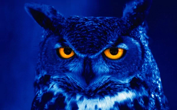 HD desktop wallpaper featuring a close-up of a great horned owl with striking orange eyes against a deep blue background.